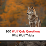 Wolf Quiz Questions