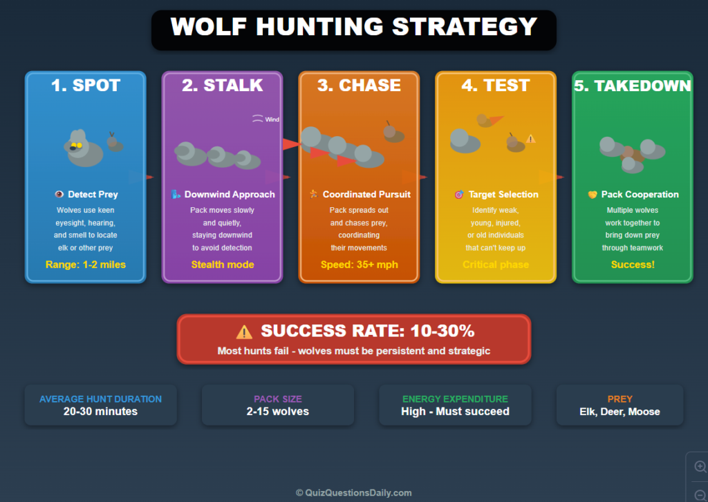 Wolf Quiz Questions: Wolf hunting strategy