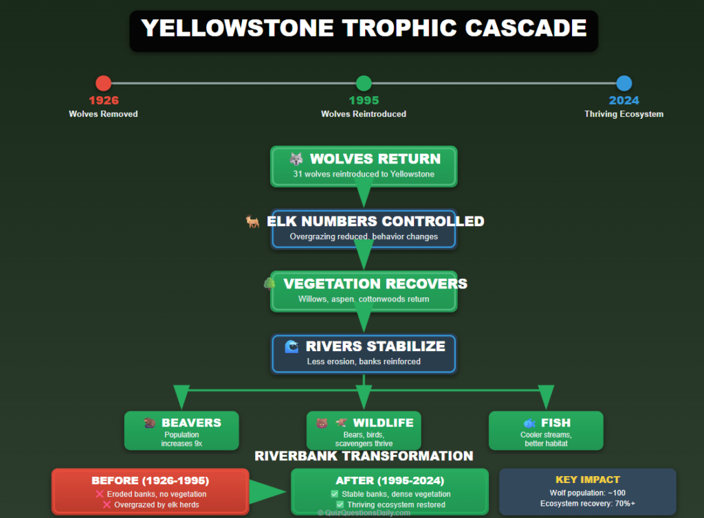 Wolf Quiz Questions: Yellowstone trophic cascade