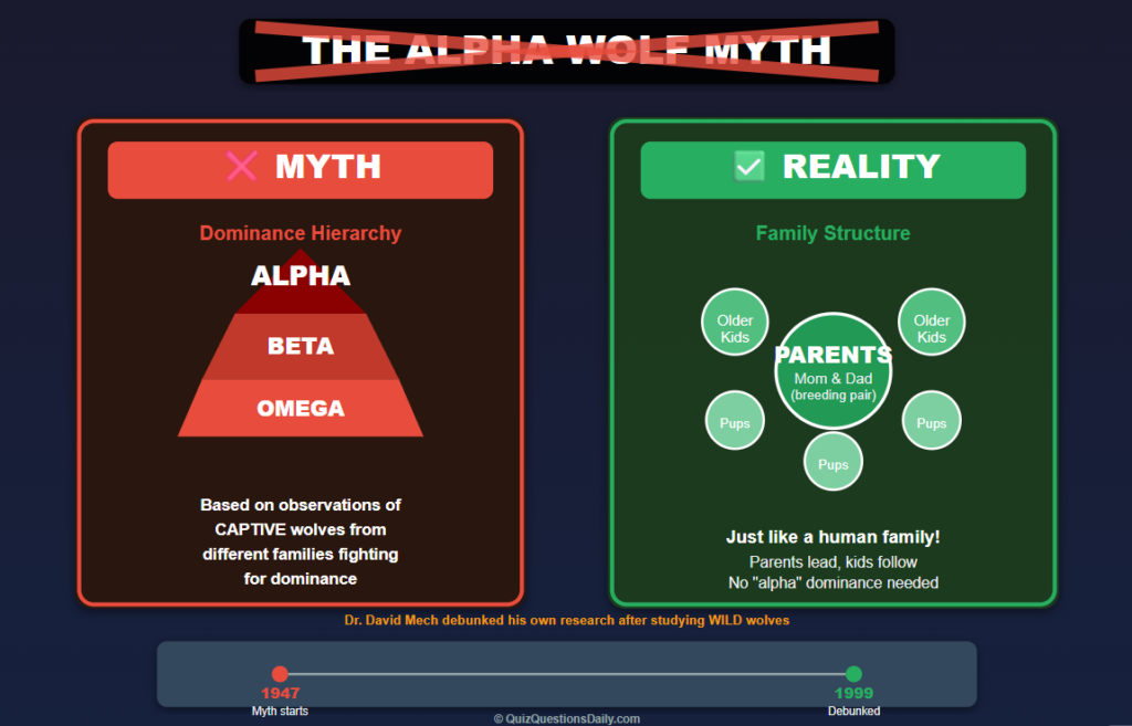 Wolf Quiz Questions: The Alpha Wolf Myth